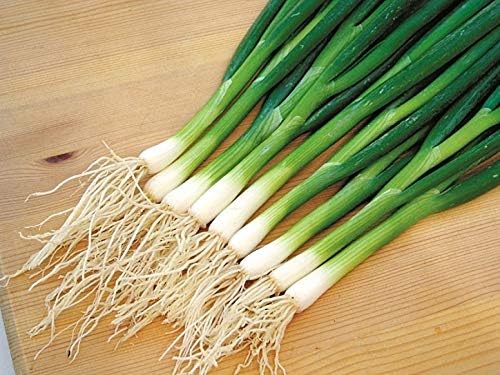 Seeds Bunching Green Onions Scallions 250+ Seeds for Planting Perennial Vegetable Garden Spring Onions Non-GMO