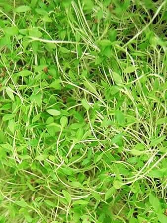 Dark Green Italian Flat-Leaf Parsley Seeds: 1 Lb - Non-GMO, Heirloom Herb Seeds for Herbal Garden & Microgreens