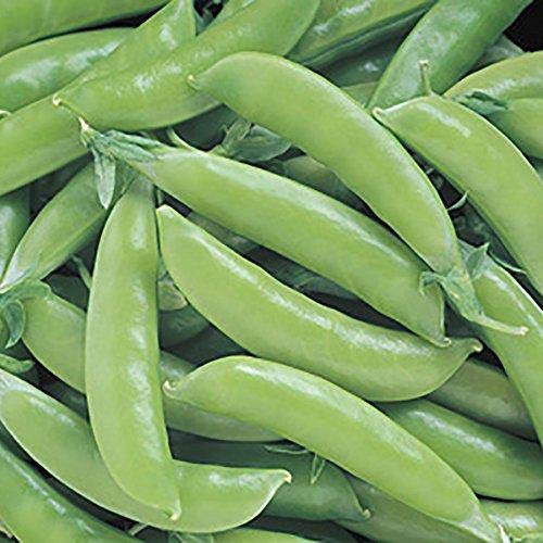 Park Seed Super Sugar Snap Pea Seeds, 1 Pack of 160 Seeds