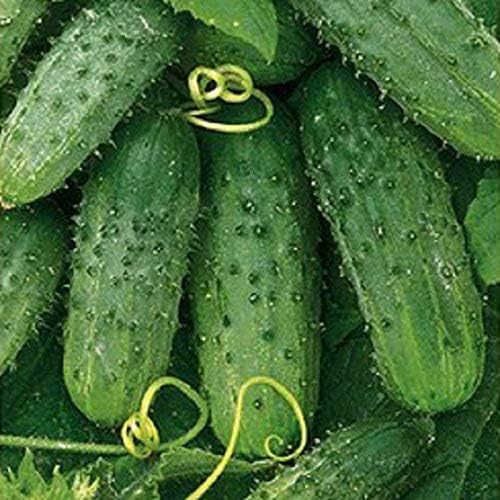 Seeds Rare Cucumber Titus F1 45 Days Vine Pickling Vegetable Non GMO