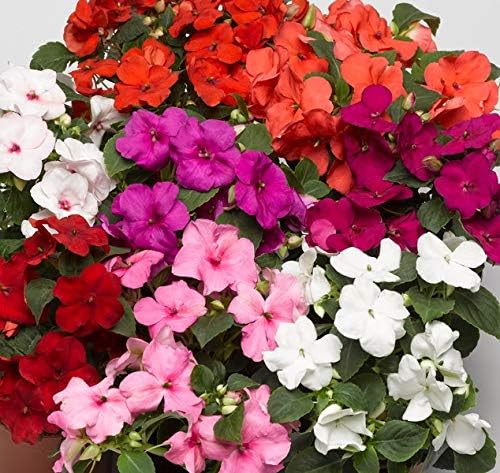 KIRA SEEDS - Seeds Busy Lizzie Mix Balsam - Impatiens walleriana - Perennial Flowers for Planting - GMO Free