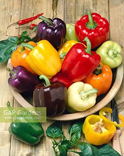 NIKA SEEDS - Seeds Vegetable Sweet Bell Pepper Rainbow White-Red - 30 Seeds
