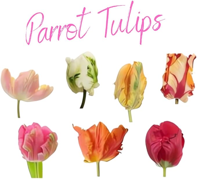 20 Top Size Tulip Bulbs for Spring Planting, Mixed Tulip Flower Bulbs, Bulk Pack of Colorful Tulips for Spring Blooms, Grow Flowerbeds, Fresh Harvest