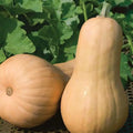 Park Seed Big Chief F1 Butternut Squash Seeds – Large 4–5 lb Fruits with Golden Flesh, Mild Sweet Flavor, Vigorous Warm-Season Vine, Rich in Vitamin A, Direct Sow or Indoor Start, Pack of 20
