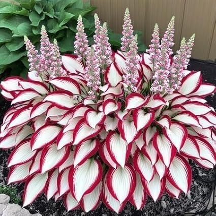100+ Hosta Seeds for Planting Outdoors, Mixed Color Rare Perennial Flower Seeds, Shade Loving Hosta Plants for Garden Beds, Containers, Patios