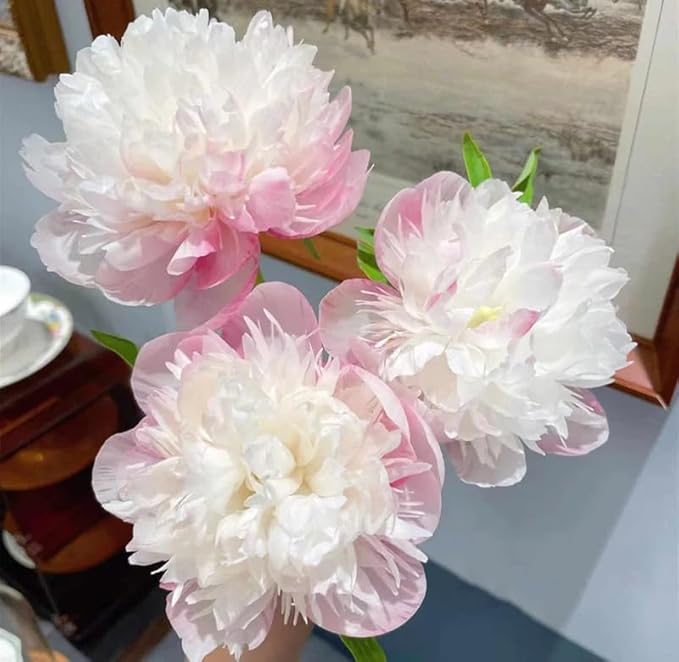 15+ Exotic Rare Peony Seeds Mixed Flowers Seed Garden Planting