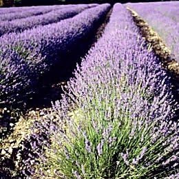 5,000 True English Lavender Vera Lavender Augustifolia Vera Herb Flower Seeds