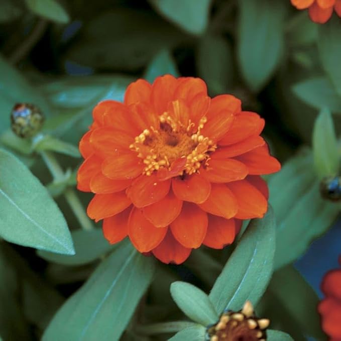 Park Seed Profusion Double Fire Zinnia Seeds - Pack of 100 Seeds, Vibrant Scarlet-Orange Blooms, AAS Gold Medal Winner, Heat and Drought Tolerant, Perfect for Borders and Ground Cover