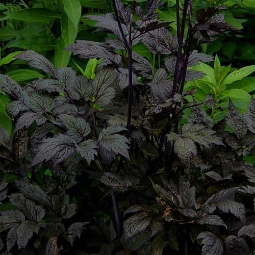 Outsidepride Cimicifuga Ramosa Seeds - 200 Pcs. Perennial, Hardy & Low Maintenance, Flower Seeds for Planting Fragrant Reddish Purple Foliage with Ivory White Blooms for Wildlife & Pollinator Gardens