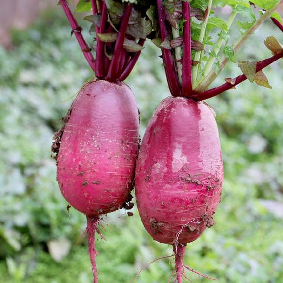 Mixrug 7 Types Radish Seeds Pack for Planting, 840pcs Non-GMO Heirloom Radish Vegetable Seeds, Vegetables Plants Home Fresh Food Garden for Outdoors Indoors