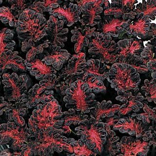 Park Seed Black Dragon Coleus Seeds – Grow Your Own Bold Indoor or Outdoor Plants, Shade-Tolerant Annual with Dark Textured Foliage for Borders, Pots, or Windowsills, Easy to Grow, Pack of 500