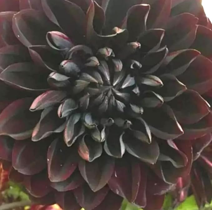 100PCS Dahlia Flower Seeds Burgundy Dahlia Flower Garden Plant Seeds Heirloom