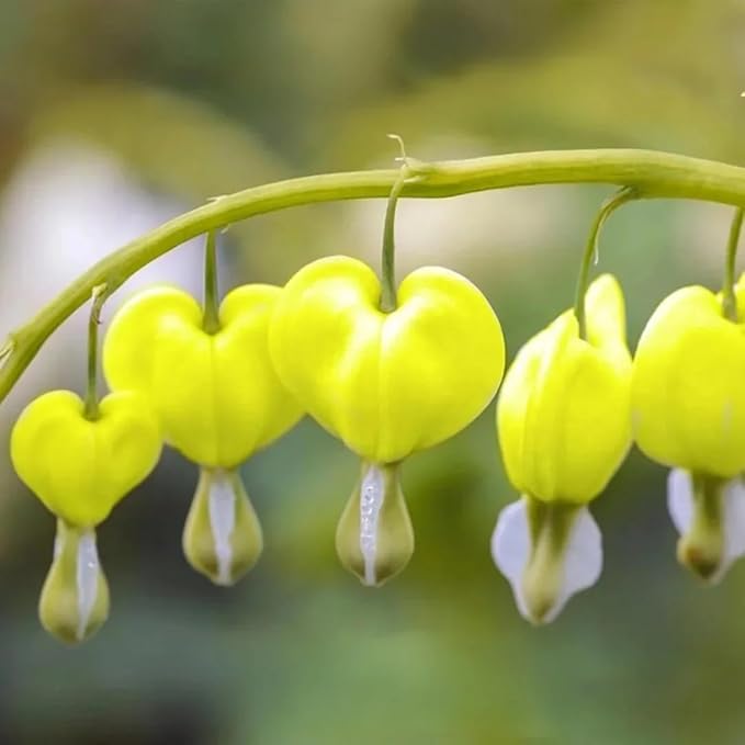 100 Bleeding Heart Seeds - Elegant Heart-Shaped Hanging Blooms, Cold & Shade-Tolerant Garden Flowers, Spring-Blooming Perennials, Perfect for Shady Areas
