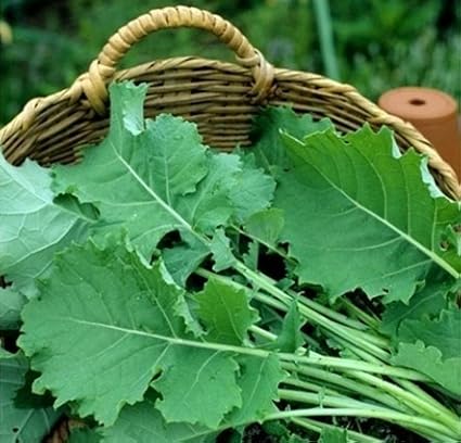 Kale Premier Great Heirloom Vegetable by Seed Kingdom Bulk 30,000 Seeds