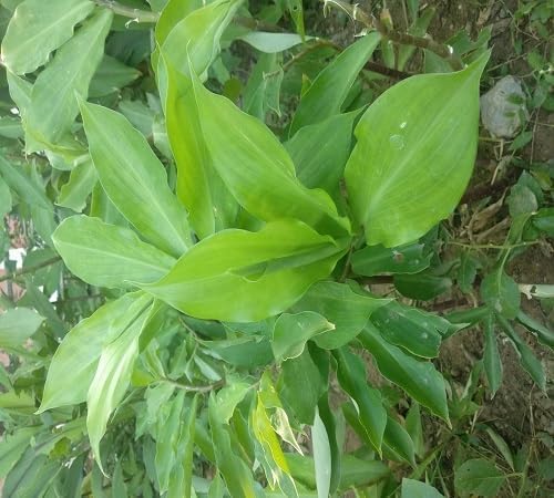100pcs Insulin Plant Seeds, Green Medicinal Herb for Planting, Easy-to-Grow Outdoor & Home Garden Seeds, Natural Wellness, Ayurvedic Herb for Blood Sugar Control, Organic Herbal Plant Seeds