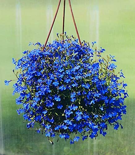Seeds Lobelia Blue Сascade Cardinal Annual Flowers for Planting 1000 Seeds