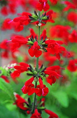 Park Seed Summer Jewel Red Salvia Seeds, Award-Winning Dwarf Hummingbird Sage with Brilliant Red Blooms, Pollinator Friendly and Fast-Blooming, Pack of 25
