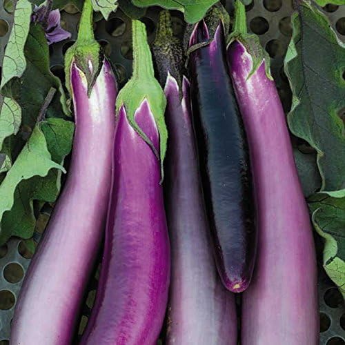 Park Seed Variety of Eggplant Vegetable Seeds, Plant Seeds, Easy to Grow, Perfect for Harvesting, Comet Purple, Pack of 25