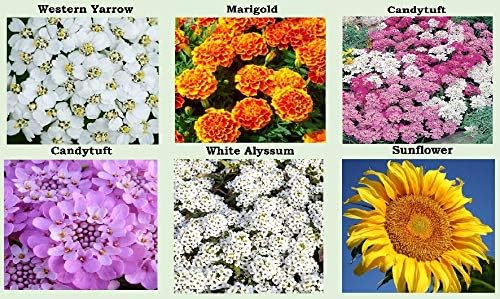 25 Heirloom Flower Seed Packets for Planting: 20+ Varieties Flower Seeds - Forget Me Not, Sunflower, Marigold, Zinnia Lilliput, Snapdragon, Hummingbird & Butterfly Wildflower Seeds and More