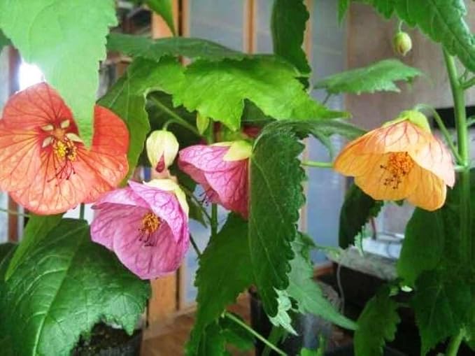 SeedsUP - 50+ Seeds Abutilon (Indian Mallow Flowering Maple) - Flower Mix
