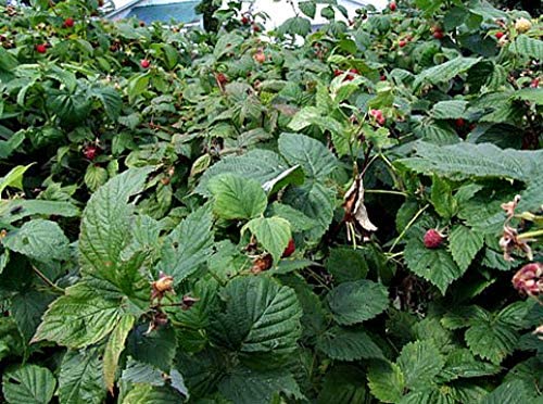 Monterey Bay Herb Co., Certified Organic Raspberry Leaf Cut & Sifted, 100% Natural, Kosher Berries (Rubus idaeus), Perfect for Organic Raspberry Leaf Tea & Herbal Remedies, 1 lb