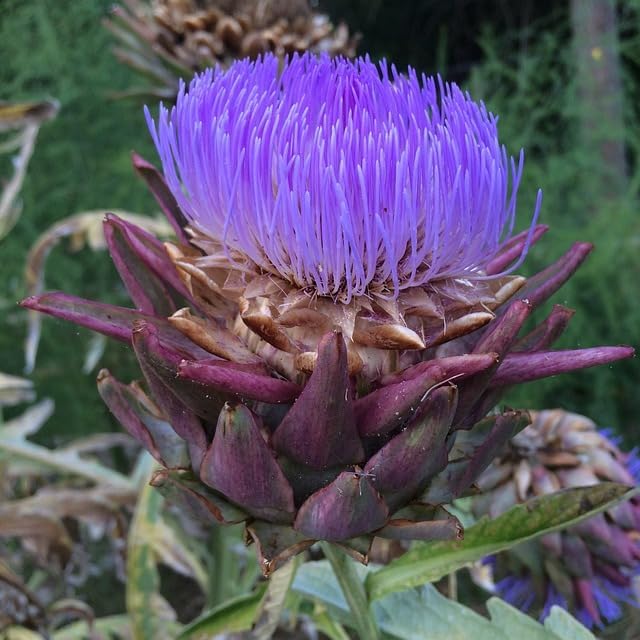 CEMEHA SEEDS - Seeds Purple Globe Artichoke Non GMO Vegetable for Planting
