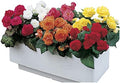 Park Seed Nonstop Mix Begonia Seeds — Pack of 40 Pelleted Flower Seeds, Shade-Loving Annual Begonias for Containers and Garden Beds, Multi-Color Bloom Mix