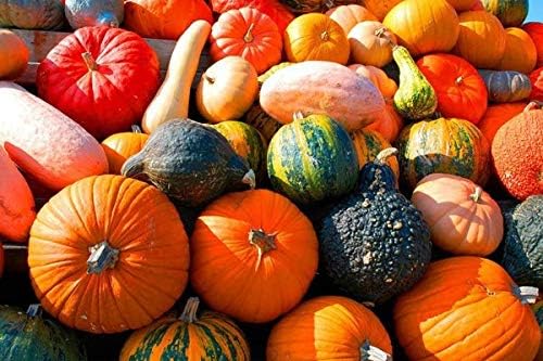 Seeds Colorful Edible Pumpkin Mix 7 Sweet Varieties 20+ Seeds Non-GMO Annual Plant