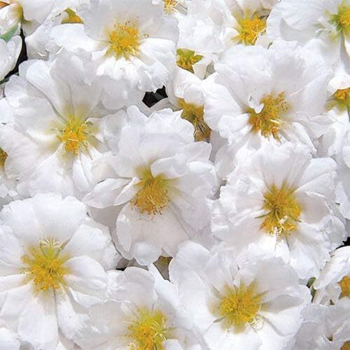 Outsidepride White Moss Rose Seeds - 250 Pcs Annual, Drought & Heat Tolerant, Pollinator Friendly Ground Cover Seeds for Planting w/Vibrant Blooms & Succulent Foliage, Ideal for Xeriscaping