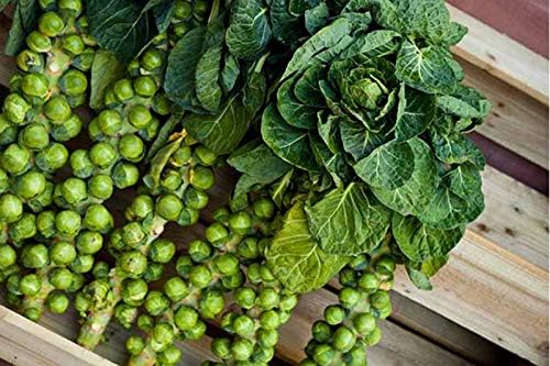 Seeds Brussels Sprouts Cabbage Green Indoor Heirloom Vegetable Non GMO