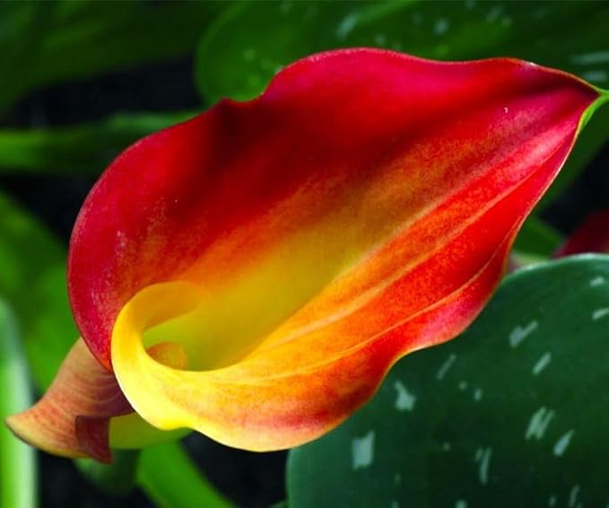 100 pcs White Pink Red Purple Calla Lily Seeds Beautiful Flowers Mix Color Perennial Plant Planting