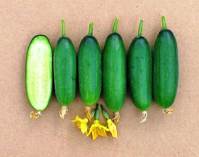 Cucumber Market F1 Seeds – Hybrid, Self-Pollinated | 38-45 Days to Harvest | High-Yield Variety for Fresh Eating & Slicing