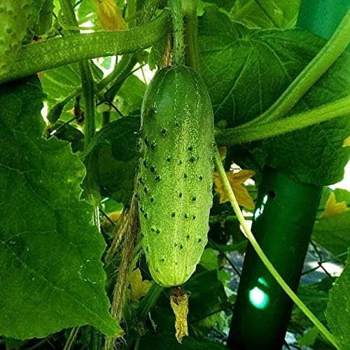 CEMEHA SEEDS - Seeds Cucumber Source F1 Rodnichok Open-Pollinated Pickling Non GMO Vegetable for Planting