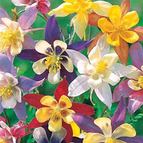 Columbine McKana Mix Seeds – Aquilegia Caerulea | Perennial Wildflower for Pollinators | Elegant Long-Spurred Blooms