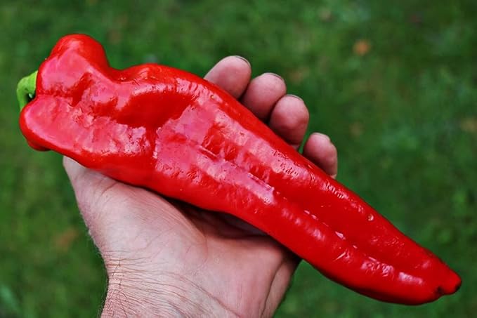 CEMEHA SEEDS - Seeds Giant Sweet Bell Pepper Red Horn Non GMO Vegetable for Planting