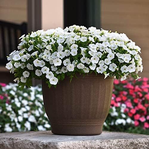 Park Seed Shock Wave White Petunia – Compact, Spreading Habit with Petite Fragrant White Blooms, Fast-Rebounding Flowers for Hanging Baskets, Containers, or Edging – Pack of 10