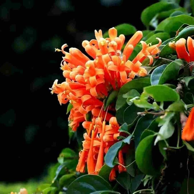 100 Count Pyrostegia Venusta Flower Seeds Firecracker Cigar Plant - Perennial Fast Climbing Vine, Long Flowering Season, Suitable for Home Gardens & Patios
