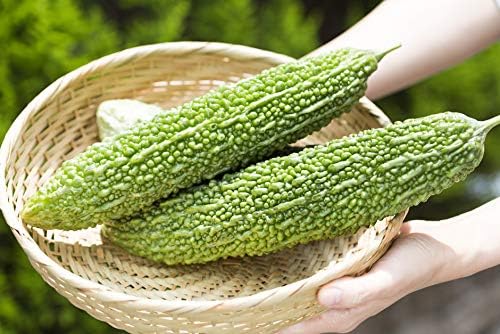 Gaea's Blessing Seeds - Bitter Melon Seeds - Bitter Gourd Heirloom Non-GMO Bittermelon Seeds with Easy to Follow Planting Instructions - 92% Germination Rate (Pack of 3)