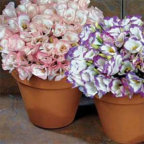 Outsidepride Lisianthus Sapphire Mix Flower Seeds - 50 Pcs. Annual, Versatile & Low Maintenance, Flower Seeds for Planting Prolific & Vibrant Mixed Blooms, Great for Cut Flower Arrangements