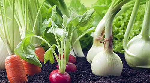 Set of 25 Tomato- Cherry Vegetable Seed Packs - 100% GMO Free - Heirloom - Black Duck Brand (25, Tomato- Cherry)