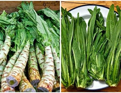 Seeds Vegetable Asparagus Lettuce Leaf Heirloom for Salads - 1000 Seeds
