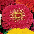 Park Seed Zinnia Seeds, Planting Flowers, Easy to Grow, Non-GMO, Perfect for Spring Garden, Park's Picks Carmine Rose, Pack of 50