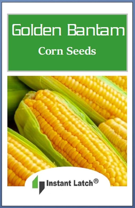 25 Golden Bantam Corn Seeds for Planting Non GMO Heirloom Seeds Fresh Garden Seed