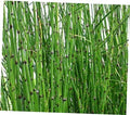 VERR 2 pots Horsetail Grass in a 4 inch containers - RK275