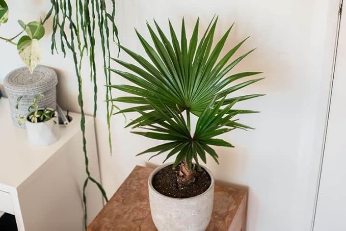 GARDENERA Palm Tree Potting Mix - The Ultimate Soil for Strong and Healthy Palms - Top Choice for Palm Tree Growers [5 Quart Bag]