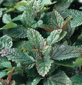 Lemon Balm Great Garden Herb by Seed Kingdom 3,000 Seeds