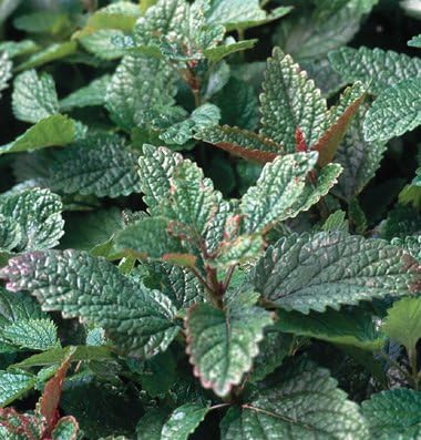 Lemon Balm Great Garden Herb by Seed Kingdom Bulk 1/4 Lb Seeds