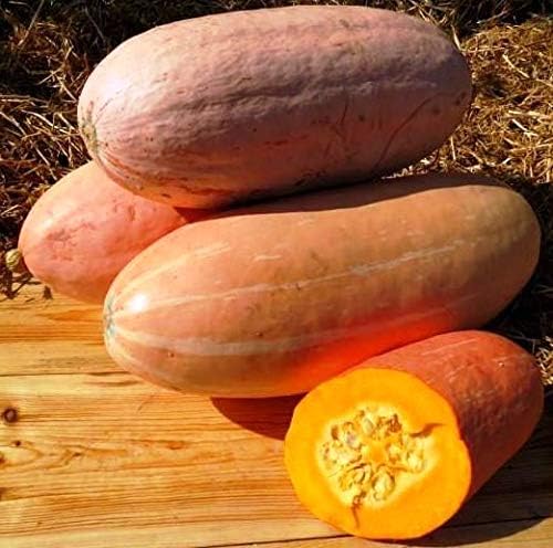 Seeds Vegetable Pumpkin Pink Banana (Cucurbita Maxima) - 10 Seeds