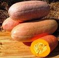 Seeds Vegetable Pumpkin Pink Banana (Cucurbita Maxima) - 10 Seeds