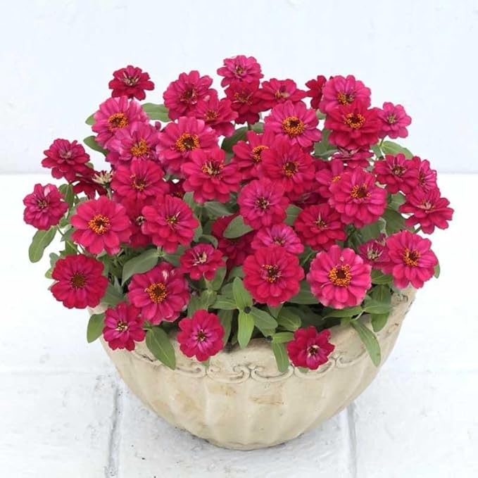Eden Brothers Zinnia Seeds - Profusion Double Hot Cherry